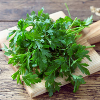 Coriander