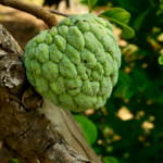 Custard-Apple