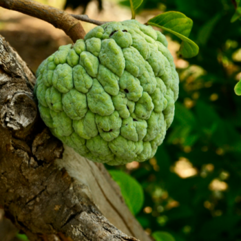 Custard Apple