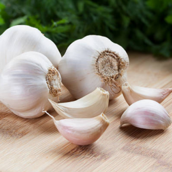 Garlic