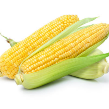 Sweet Corn